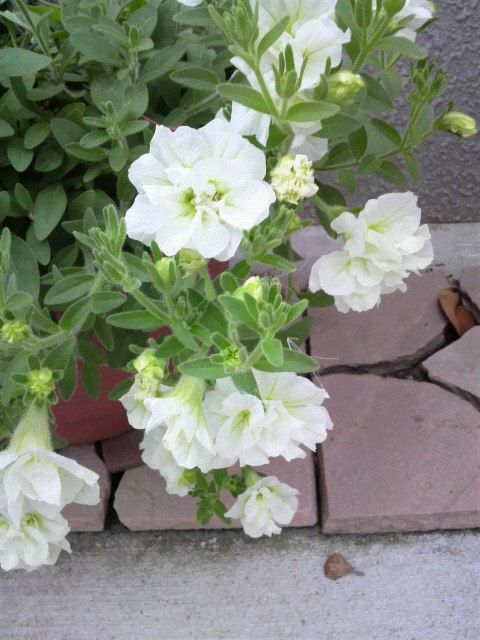 夏の寄せ植え