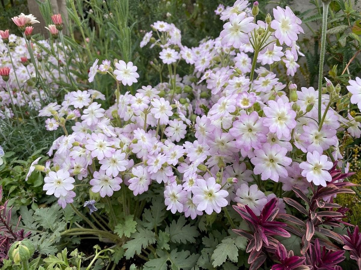 春の花壇