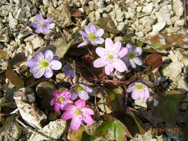 野草の花２