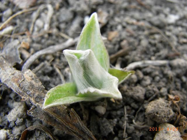 野草の芽１８