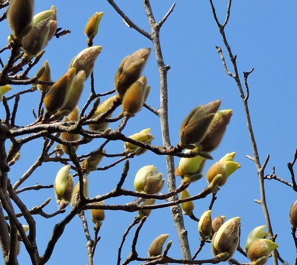 今日の庭から～白モクレン開花間近