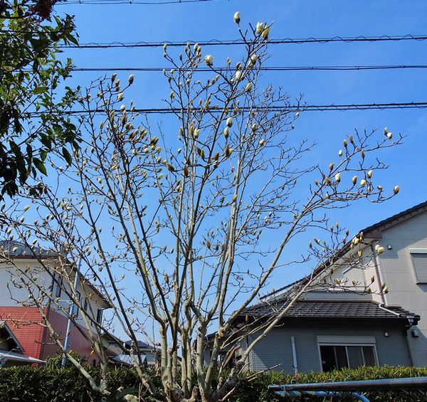 今日の庭から～白モクレン開花間近