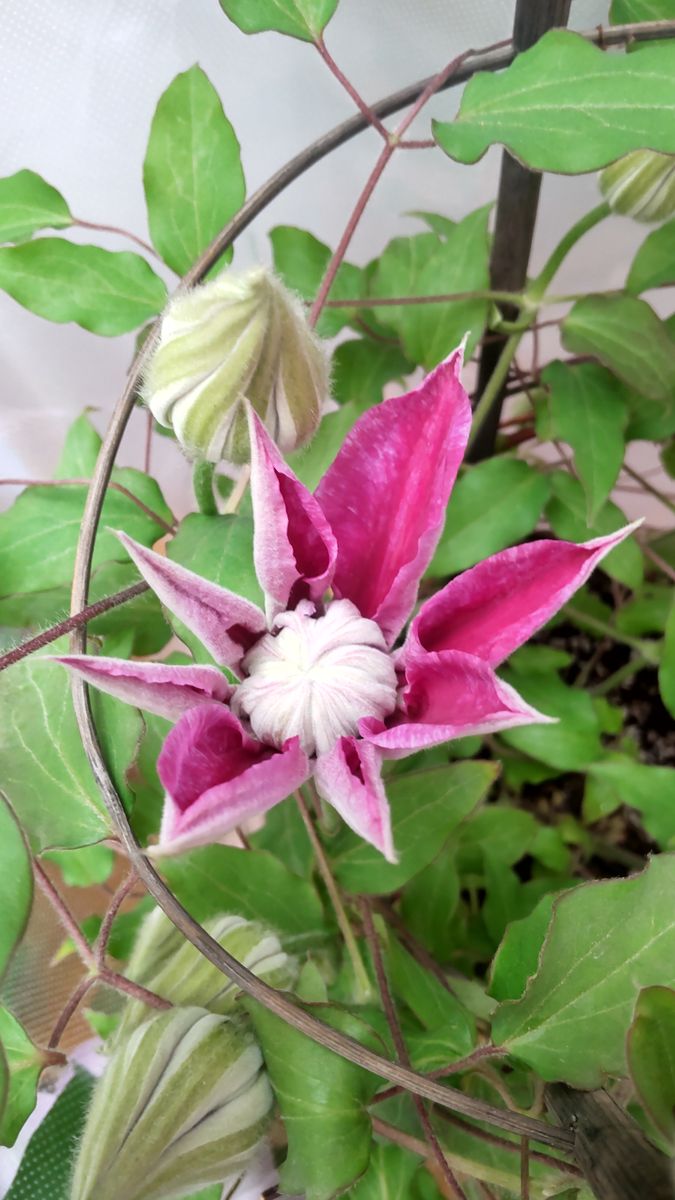 春の花々とクレマチス展・２