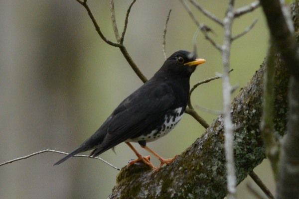 お散歩カメラ　山鳥