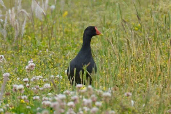 お散歩カメラ　続・水鳥