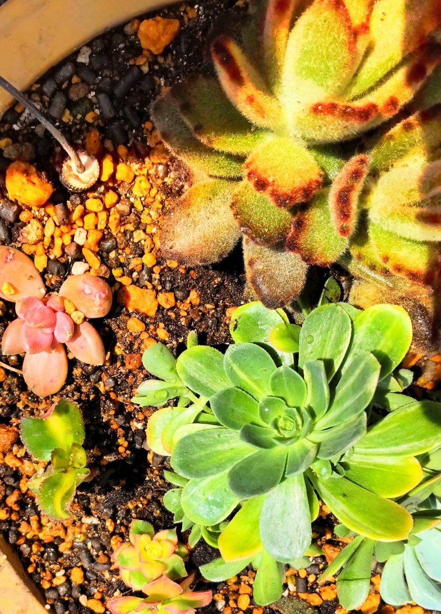 多肉植物の植え替え