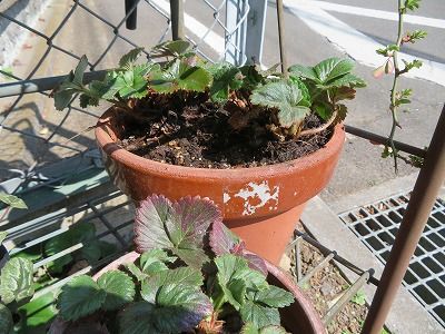 サラダ春菊・・鉢に植えて・・庭へ・・・花を咲かせるぞ！！イチゴも植え替えた！！