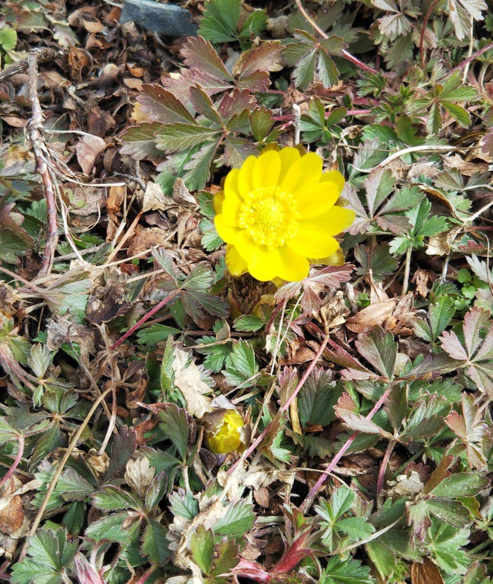  春かやって来ました🌱