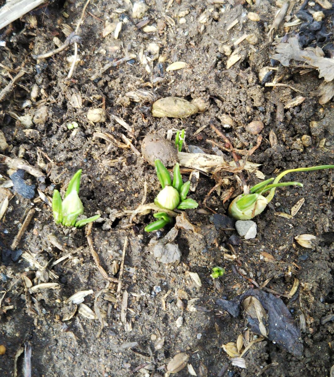  春かやって来ました🌱