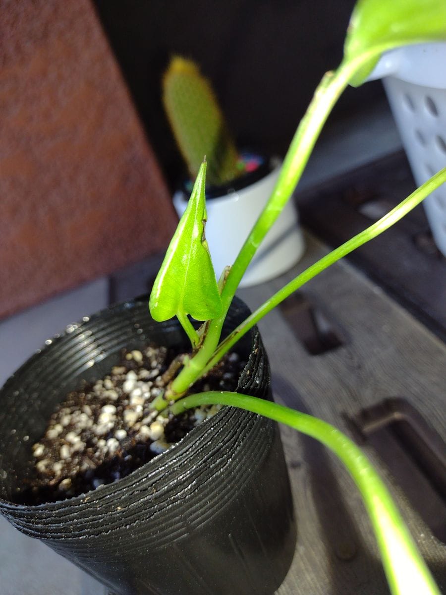 ポトスの新芽が大きくなりました。