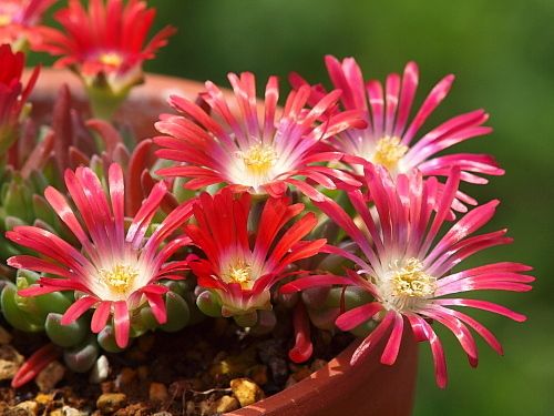 Delosperma Red Mountain