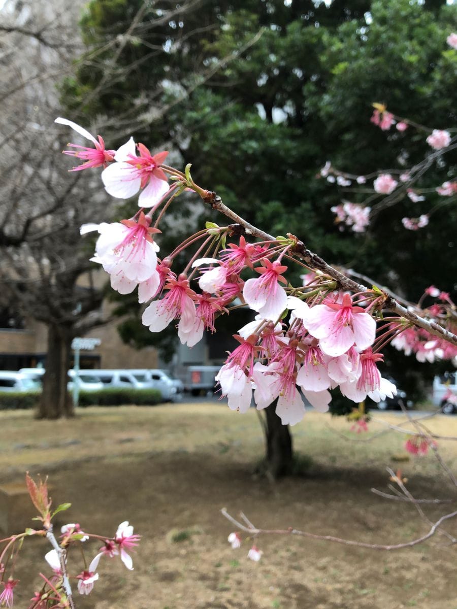 三四郎池