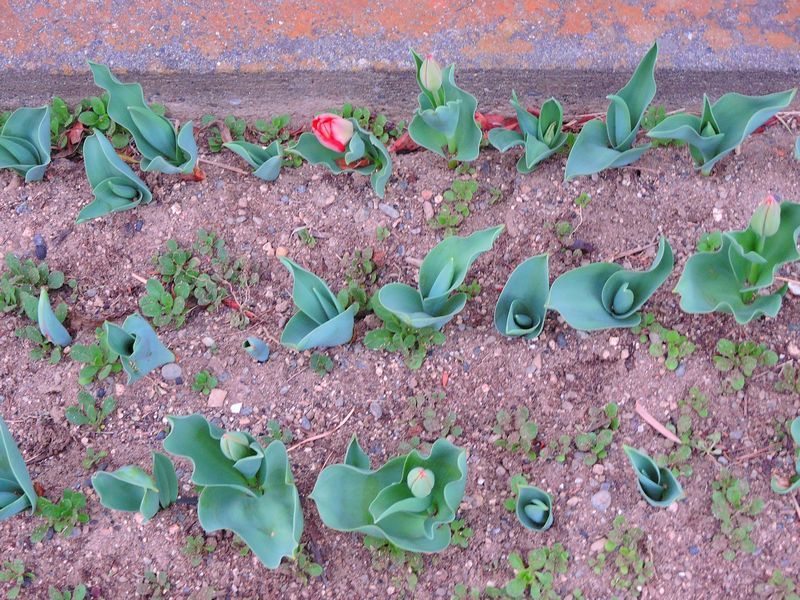 散歩道の花～チューリップ