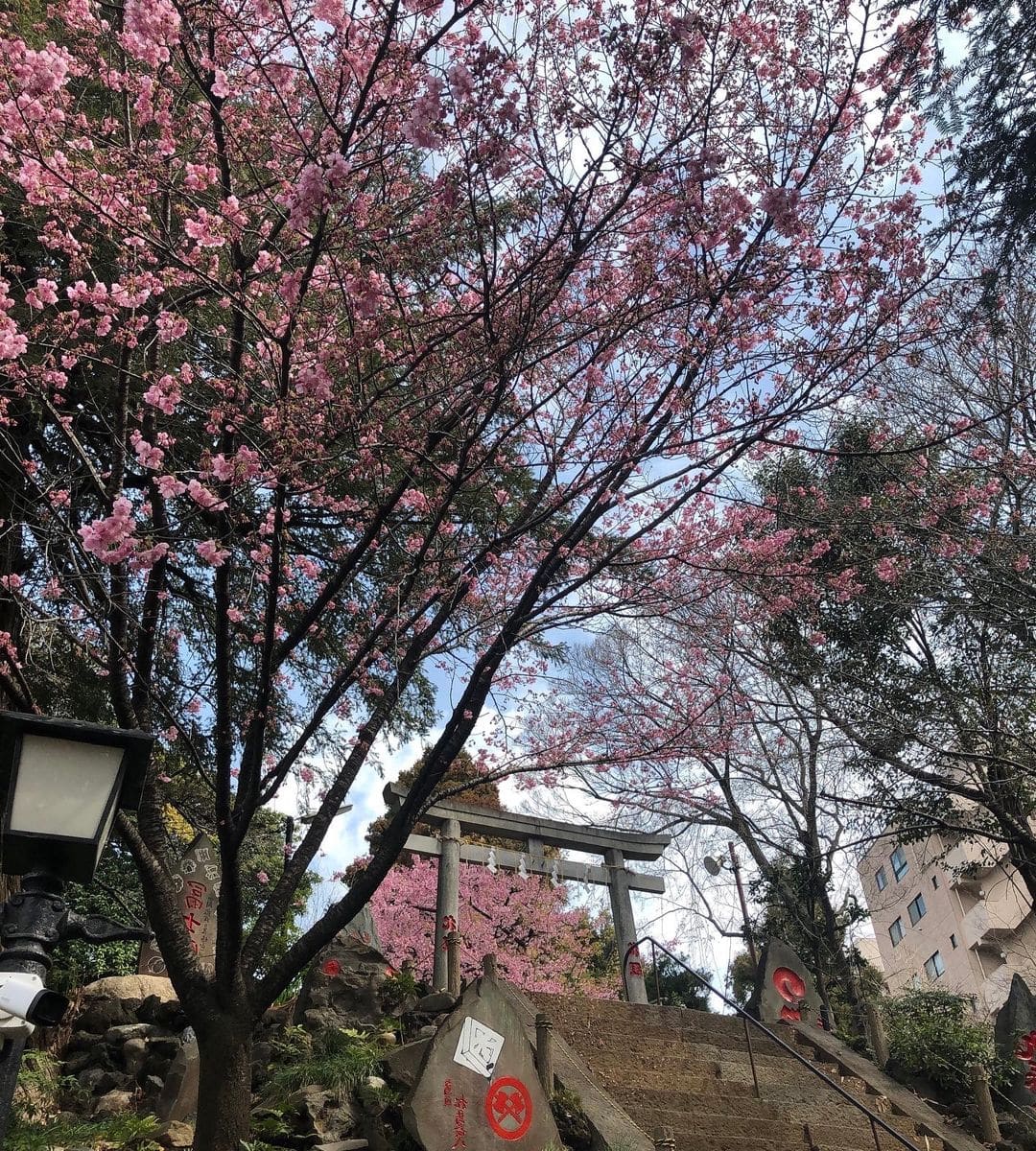 近くの早咲き桜
