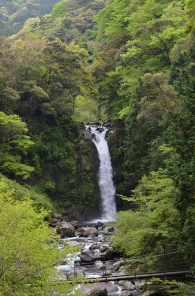 お散歩カメラ　特定外来生物