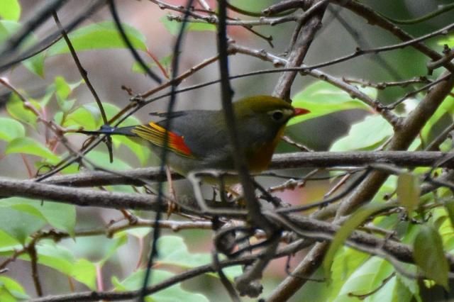 お散歩カメラ　特定外来生物