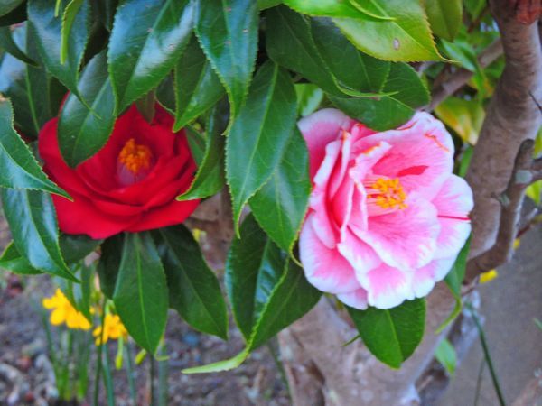 散歩道の花～ツバキ