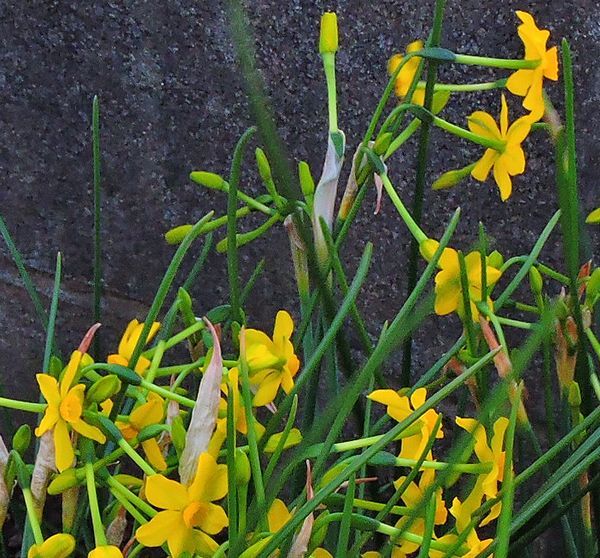 散歩道の花～ツバキ