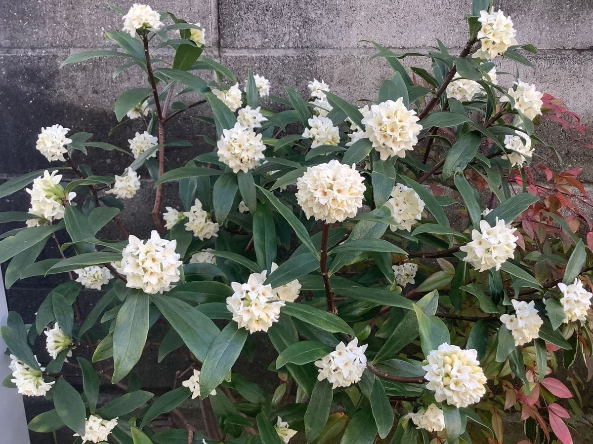 春の訪れ…白バナ沈丁花😍