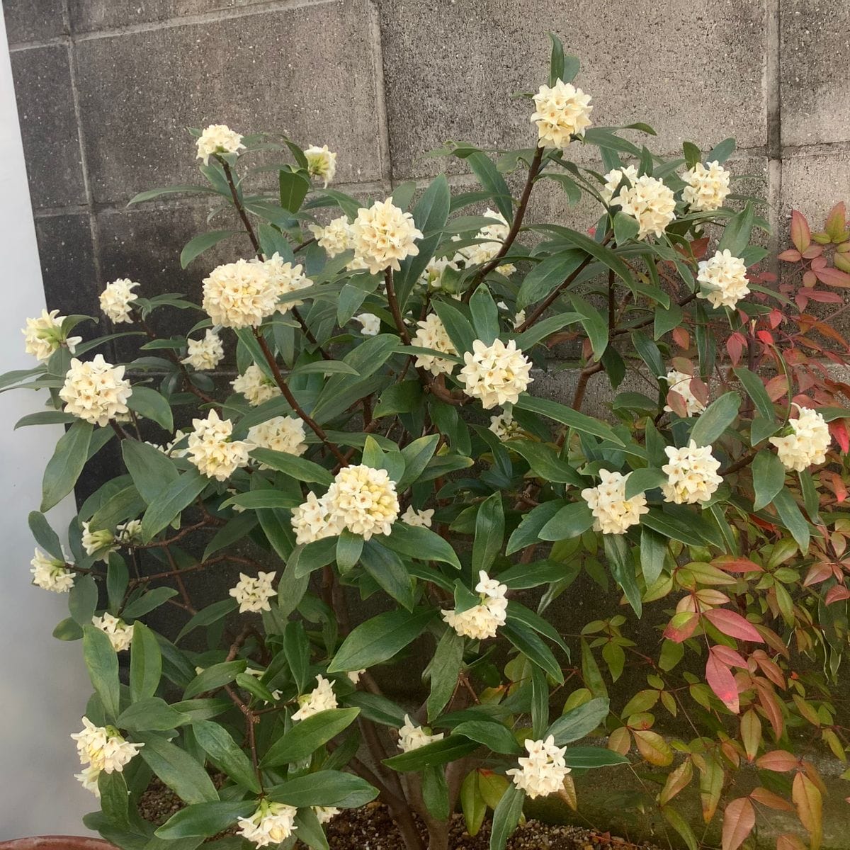 春の訪れ…白バナ沈丁花😍