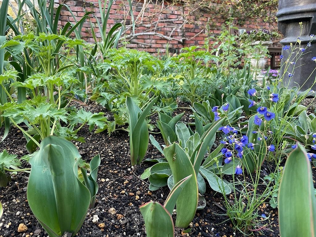 デルフィニウムの植え込み