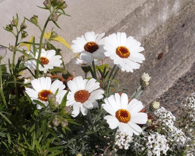 キク科３つ…寄せ植えの花