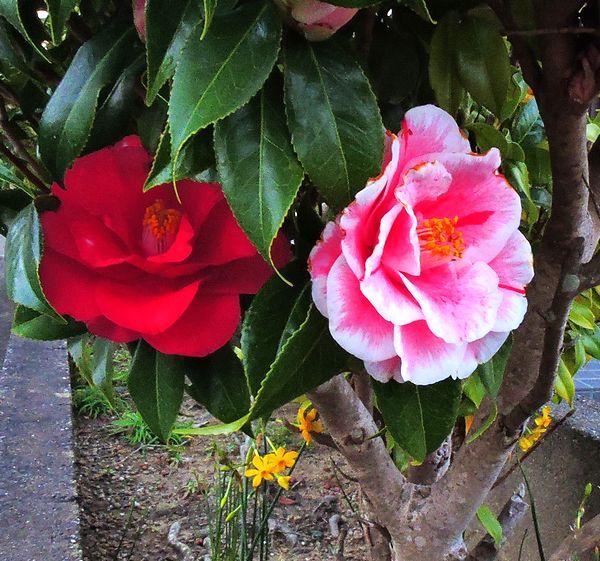 散歩道の花～ツバキ