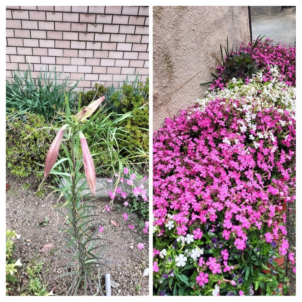 散歩道で見かけた花！