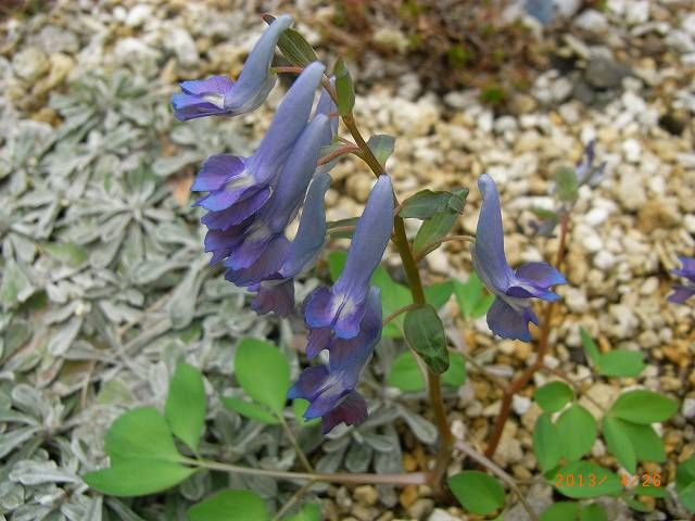 野草の花３