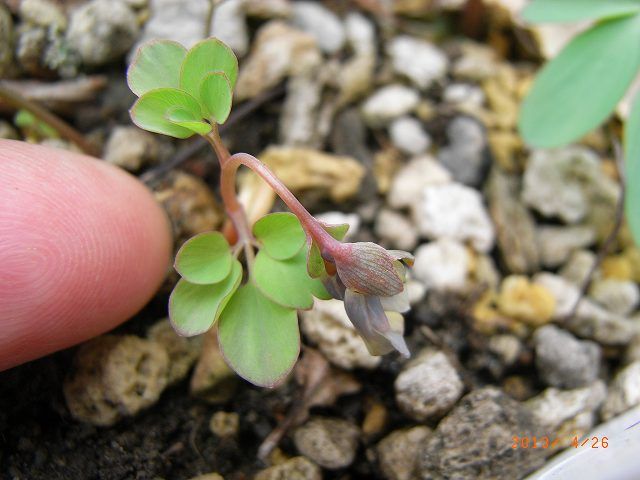 野草の花３