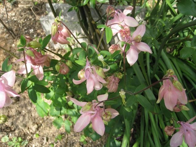 お花は元気