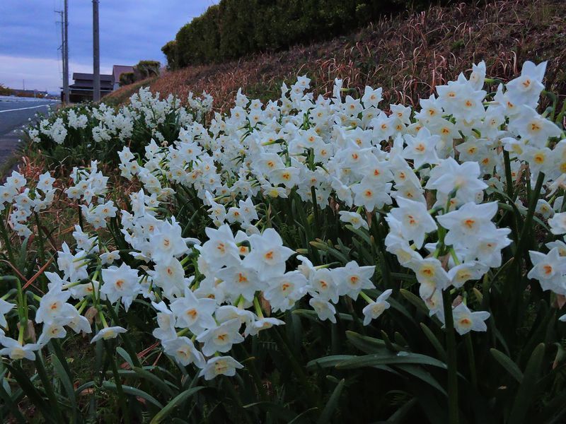 散歩道の花～スイセン