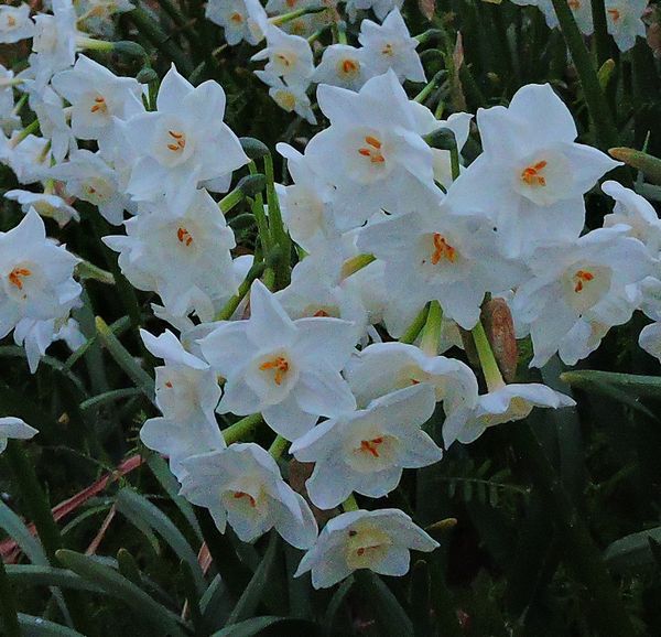 散歩道の花～スイセン