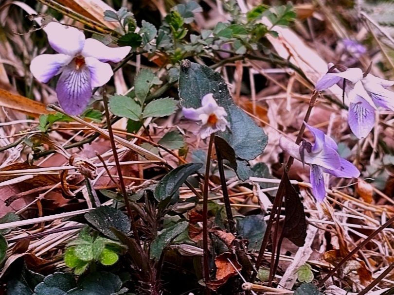 お彼岸に