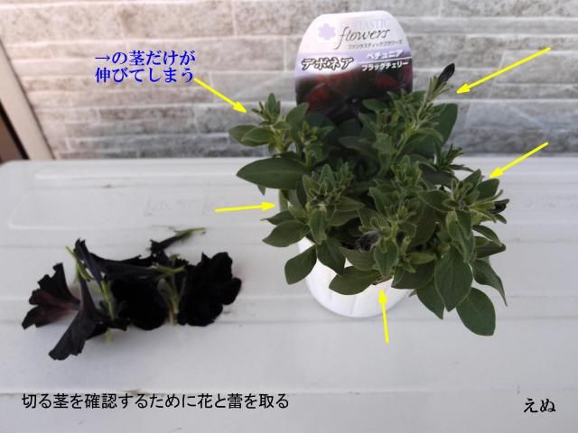 ペチュニアの摘芯