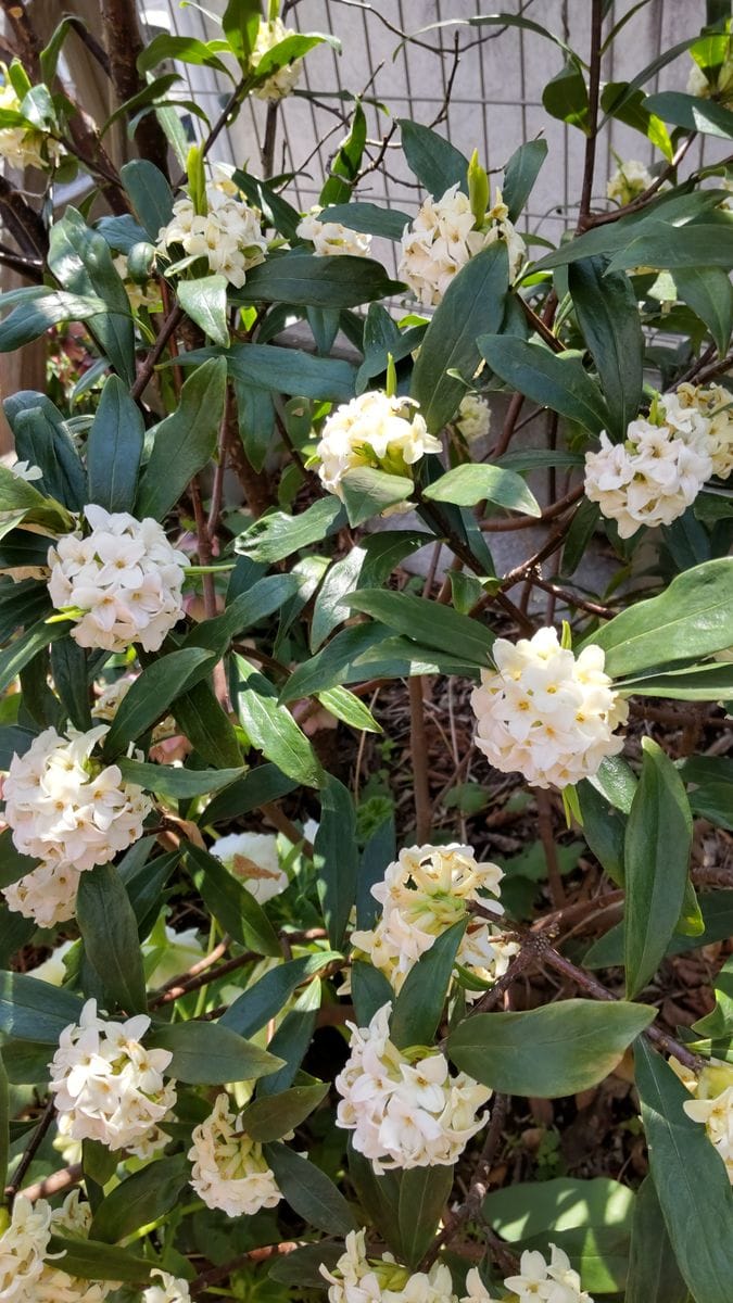 挿し木の沈丁花が大株に🌿