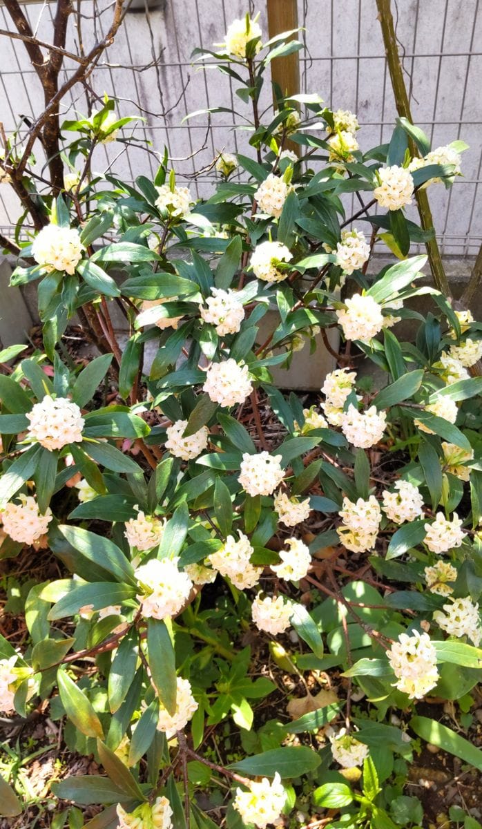 挿し木の沈丁花が大株に🌿