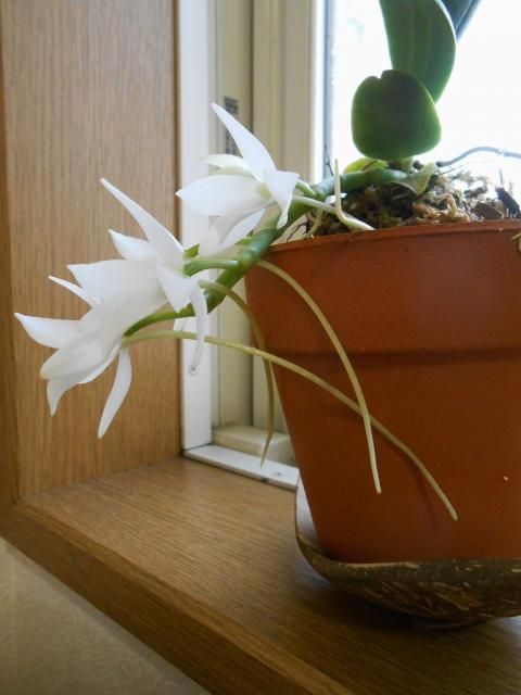 エランギスの白い花