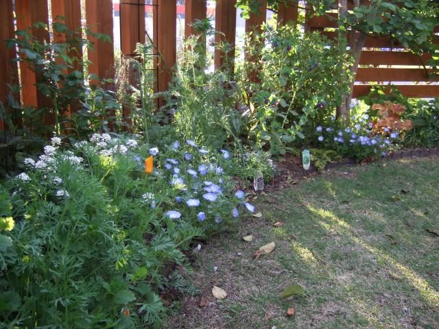 庭の様子～植栽編～