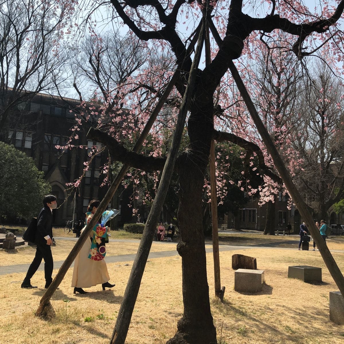 本郷の桜