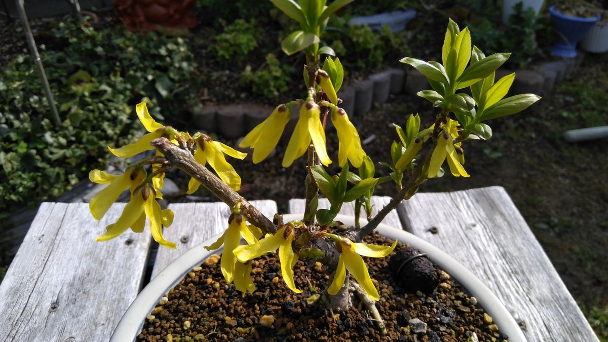 春先の黄色い花三種