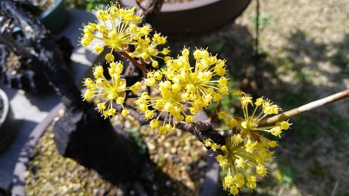 春先の黄色い花三種