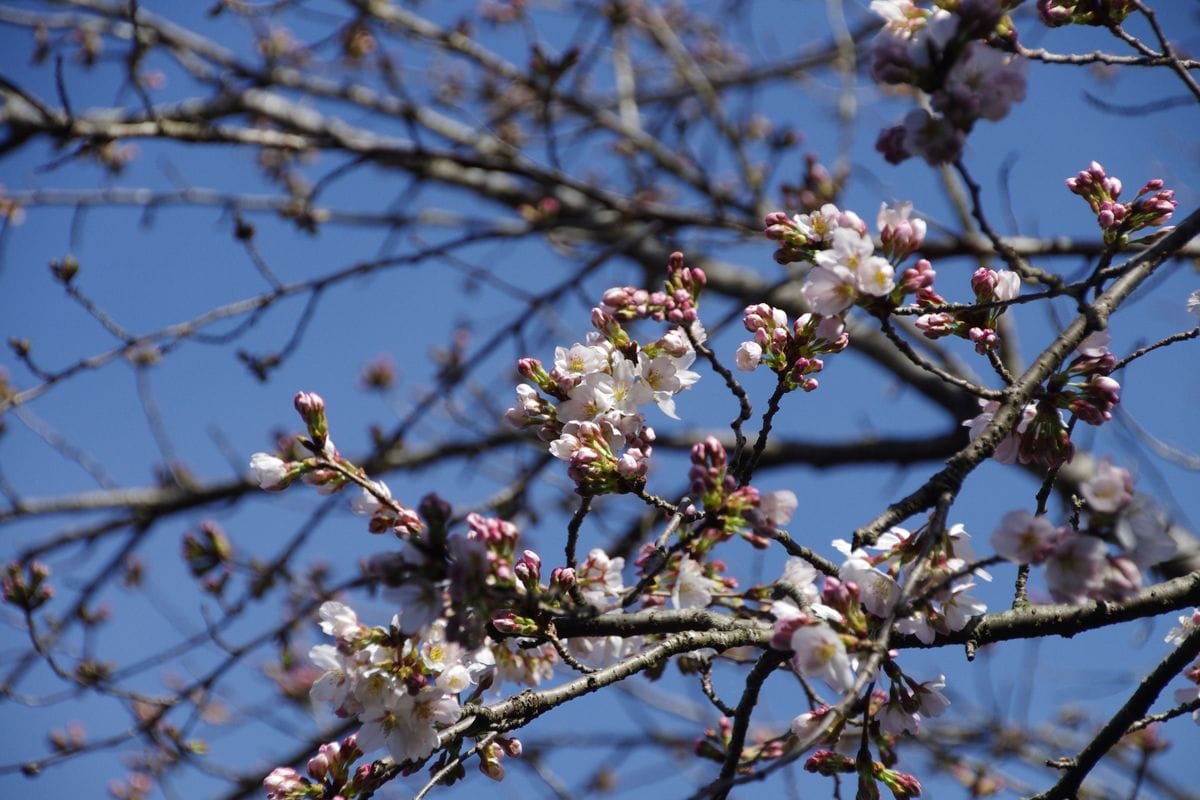 桜が咲いた