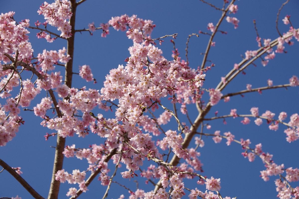 桜が咲いた