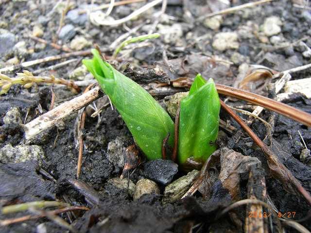 野草の芽２９