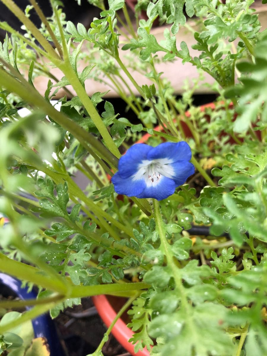 ネモフィラの初花