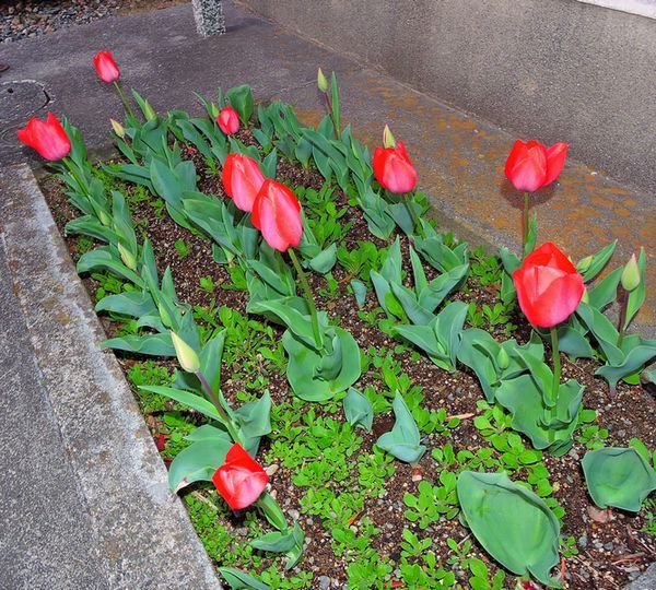 散歩道の花～