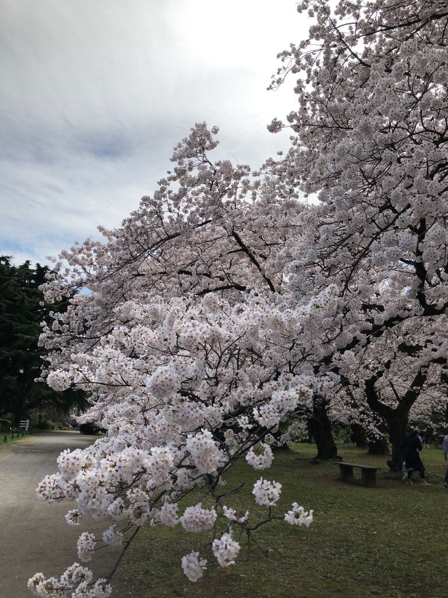 小石川植物園の桜