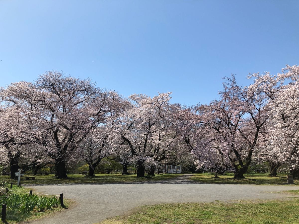 小石川植物園の桜