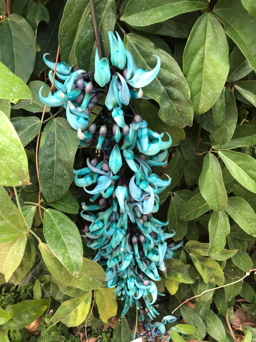 小石川植物園の温室